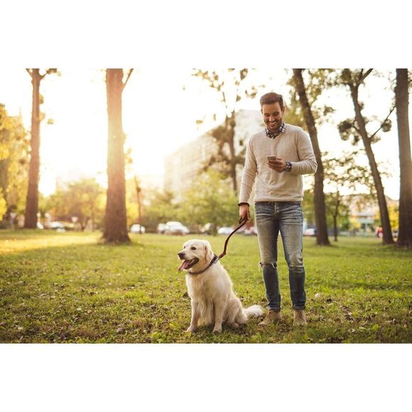 All-in-One Men's Genuine Leather Belt, Dog Collar, and Dog Leash Set - Picture 8 of 12